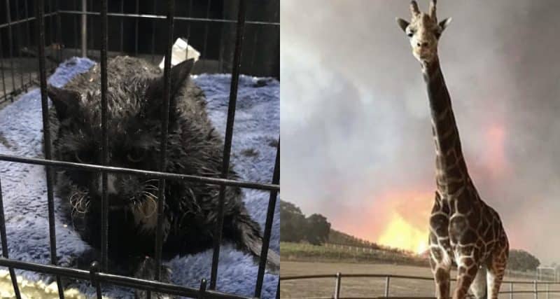 Происшествия: Пожар в Калифорнии убил и покалечил тысячи животных (фото)
