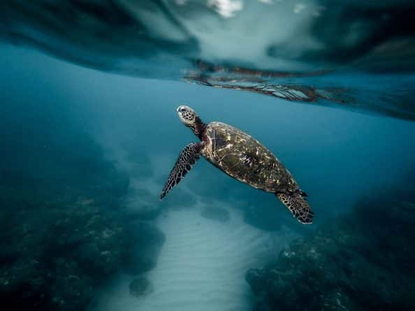 Погода: На Кейп-Коде было найдено 190 замерзших морских черепах