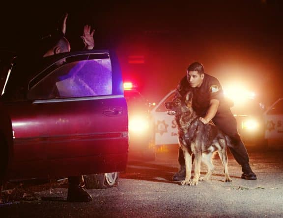 Происшествия: Полицейский пес погиб при задержании опасного преступника, прикрыв собой других офицеров