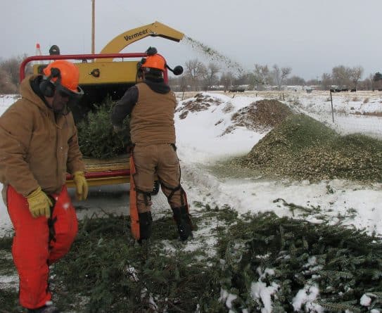 Полезное: Вторая жизнь новогодней елки | Как и где сдать дерево на переработку в Лос-Анджелесе