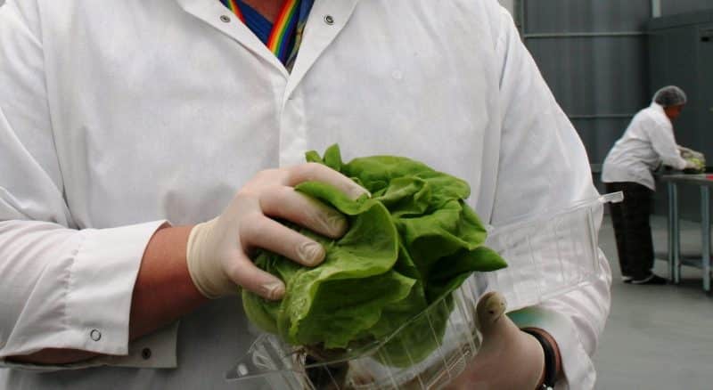 Здоровье: Adam Bros отзывает зеленый салат и цветную капусту из-за кишечной палочки