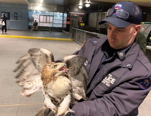 Локальные новости: В метро NY поймали ястреба