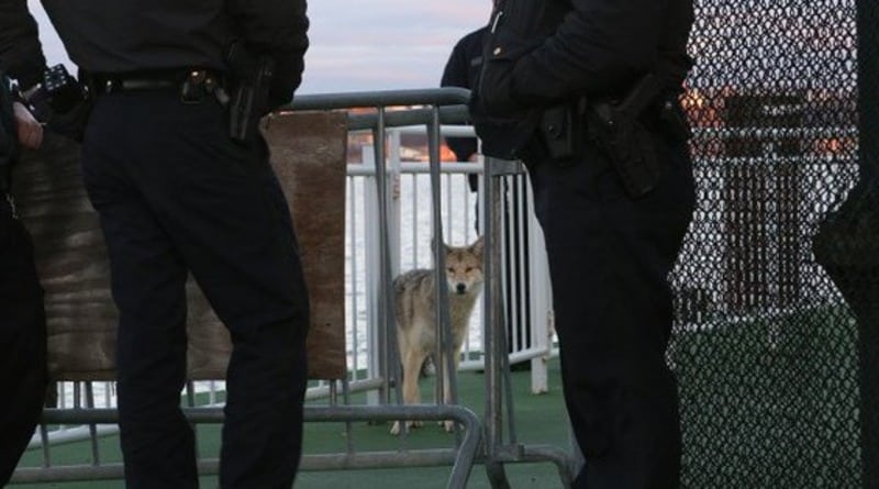 Локальные новости: На Манхэттене поймали койота (фото)