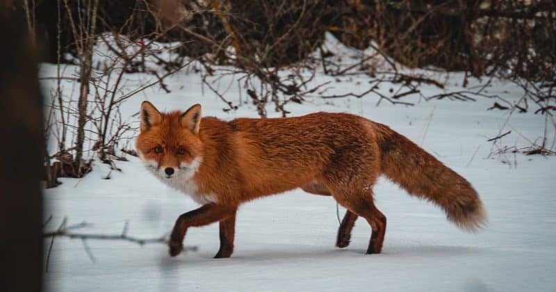 Локальные новости: Жителей города в Нью-Джерси предостерегают о лисе, нападающей на собак и людей