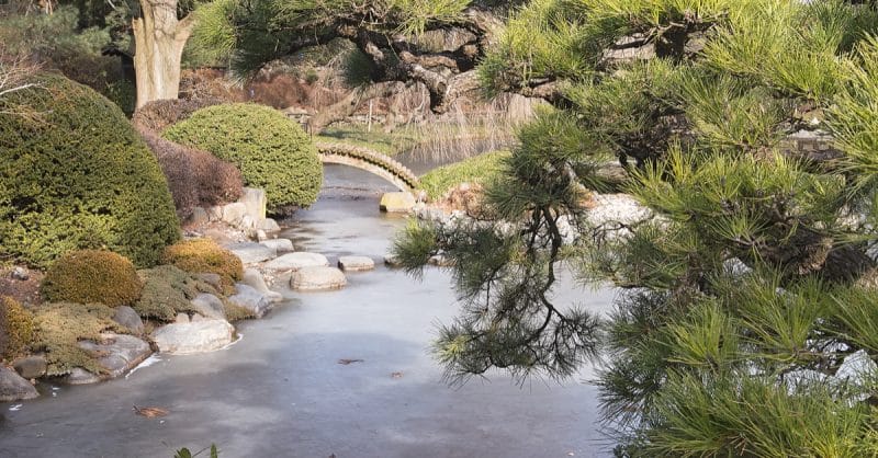 Локальные новости: Бруклинский ботанический сад предлагает бесплатный вход в течение всей зимы