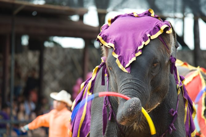 Закон и право: Нью-Джерси — первый штат в США, который запретит цирковые представления с дикими животными