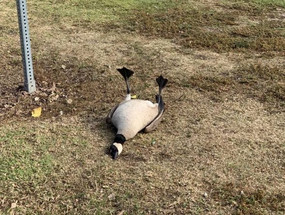 Происшествия: У птиц в парке случился передоз из-за выброшенных кем-то таблеток