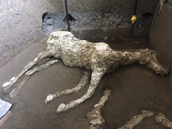 История: Ученые нашли лошадь, которая погибла во время извержения Везувия, уничтожившего Помпеи