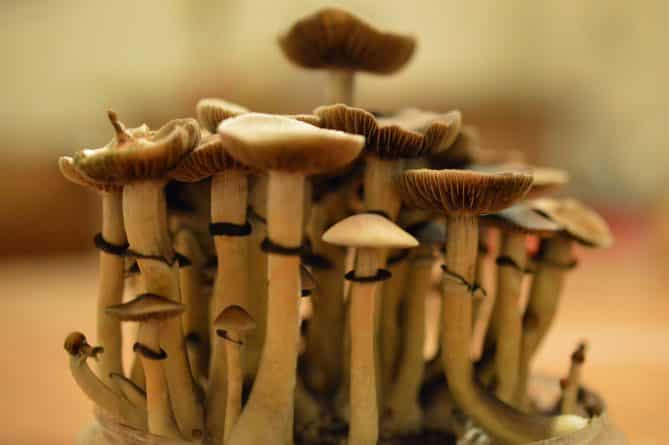 Закон и право: В Денвере планируют отменить уголовное наказание за хранение галлюциногенных грибов