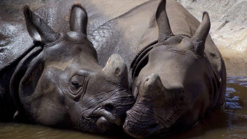 Происшествия: Малышка, упав в вольер с носорогами, повредила печень и легкое, но выжила