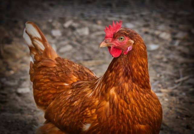 Здоровье: Ученые «научили» кур нести яйца, содержащие противораковый белок