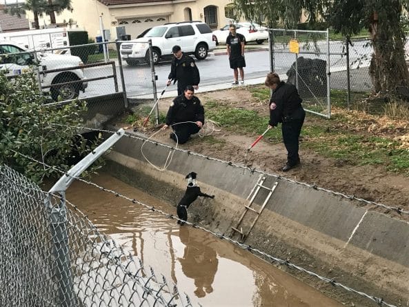 Происшествия: Служба защиты животных спасла собаку из канала. Оказалось, она пропала 9 лет назад