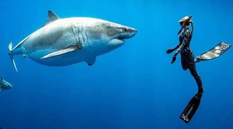 Видео: Одна из самых больших белых акул в мире замечена на Гавайях (видео)