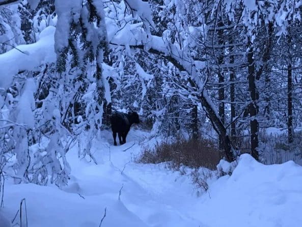 Популярное: На Аляске корова сбежала из загона и полгода избегает людей, которые пытаются ее поймать