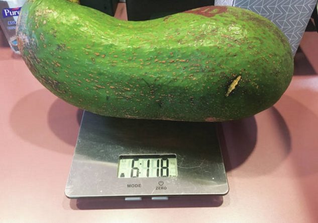 Популярное: Гавайский фермер вырастил гигантское авокадо и собирается попасть в Книгу рекордов Гиннесса