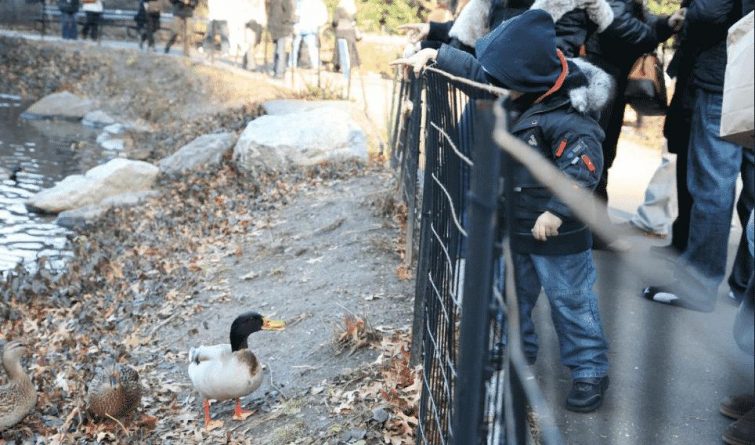 Закон и право: В парках Нью-Йорка планируют запретить кормление птиц и белок, потому что из-за него увеличилась популяция крыс и енотов