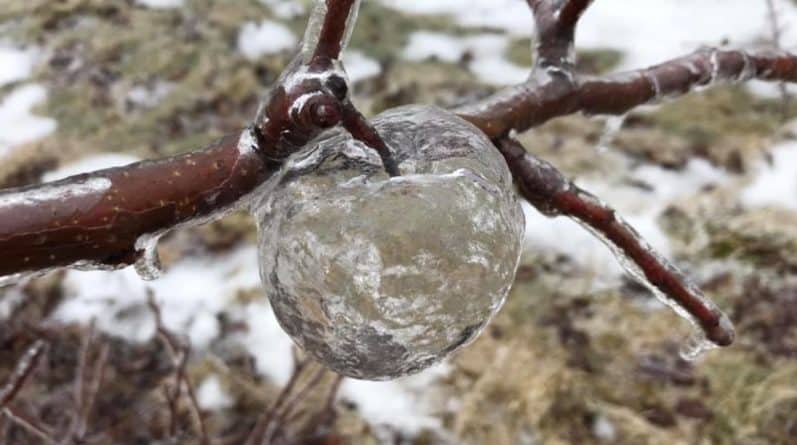 Погода: «Призрачные ледяные яблоки»: в США сфотографировали чудо природы