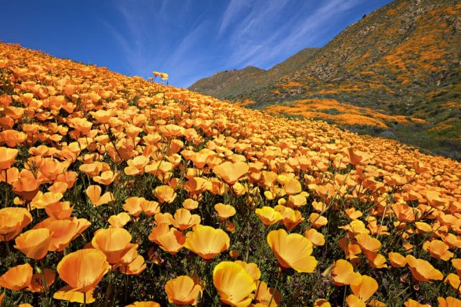 Локальные новости: «Суперцветение» на полях Калифорнии: полевые цветы распустились после продолжительных дождей