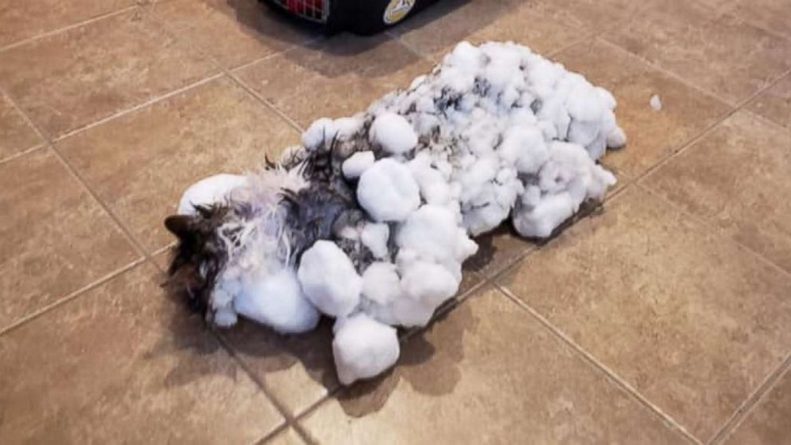 Популярное: Кошка чудесным образом «ожила» после того, как замерзла на улице при температуре -13 градусов по Цельсию