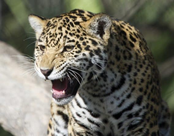 Происшествия: В штате Аризона ягуар атаковал посетительницу зоопарка, которая хотела сделать фото с хищником