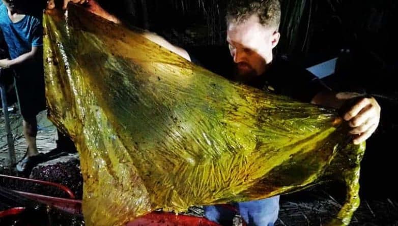 В мире: Морской биолог рассказал о страшных мучениях кита, в чьем желудке было 40 кг пластиковых пакетов