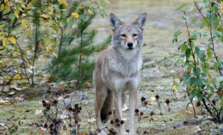 Локальные новости: На выходных в Центральном парке видели койота