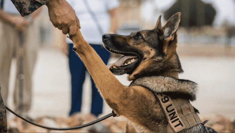 Закон и право: В Коннектикуте намерены разрешить парамедикам лечить собак из К9, перевозя их на скорой