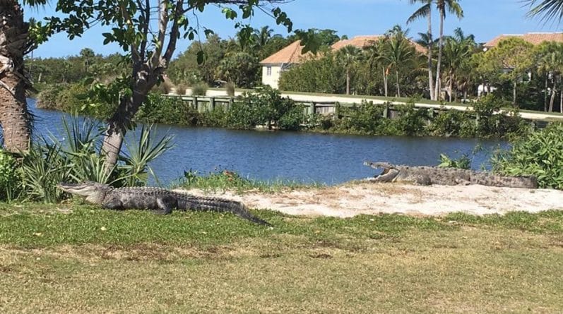 Популярное: Это Флорида! Аллигатор и крокодил «загорали» вместе на поле для гольфа (фото)