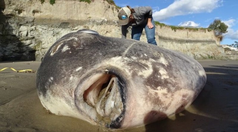 Локальные новости: На берег выбросило огромную и очень странную рыбу. Ее никогда не видели в США (фото)
