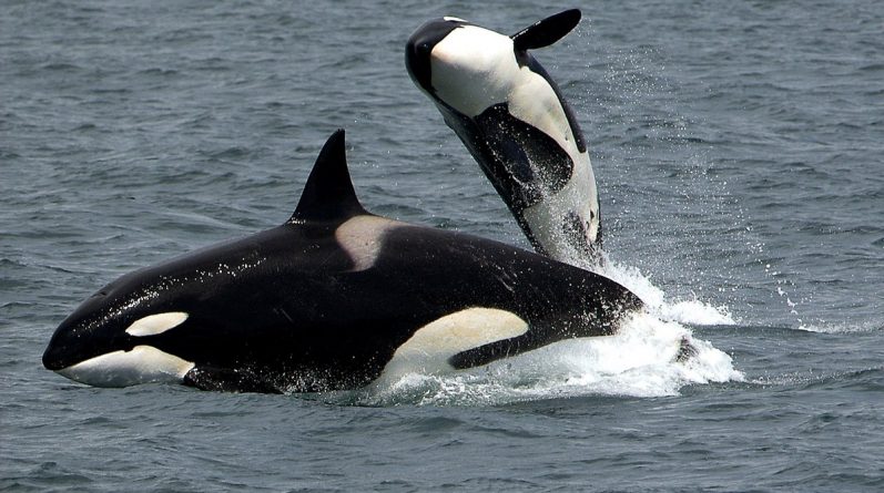 Знаменитости: В России освободят 100 китов из неволи — благодаря поддержке Леонардо Ди Каприо
