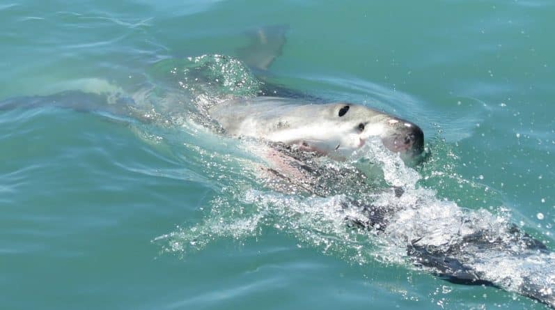 Происшествия: На Гавайях 3-метровая акула атаковала каноэ, перевернула его и напала на гребца