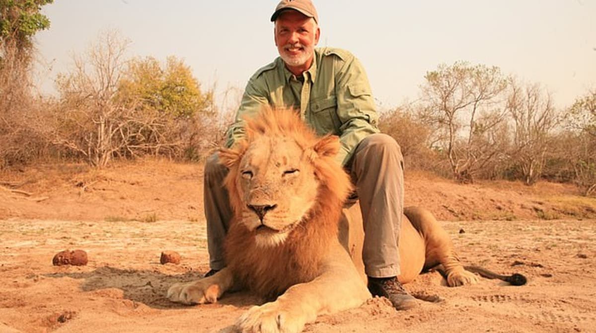 дикая африка львы на охоте видео
