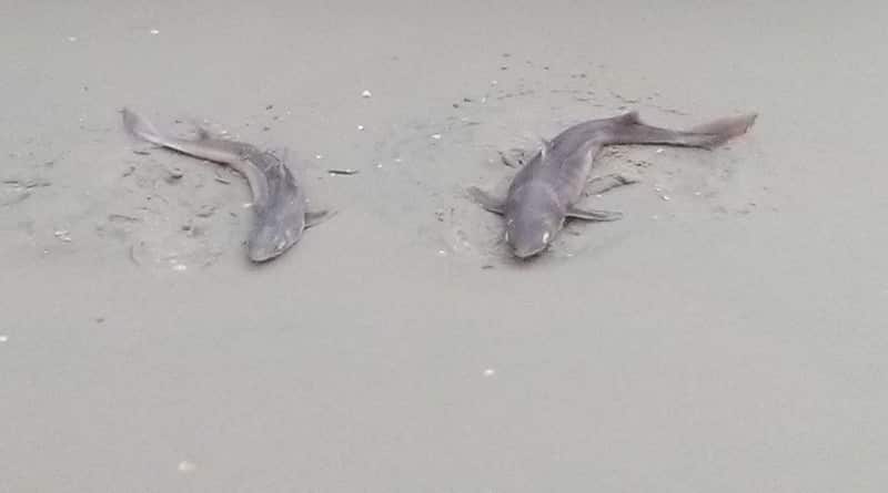 Локальные новости: В Нью-Джерси на пляжи выбросило десятки мертвых акул (фото)
