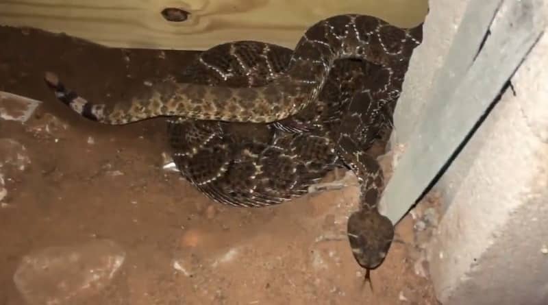 Видео: Техасец вызвал помощь, когда нашел «пару» гремучих змей под домом. Оказалось, их там было 45