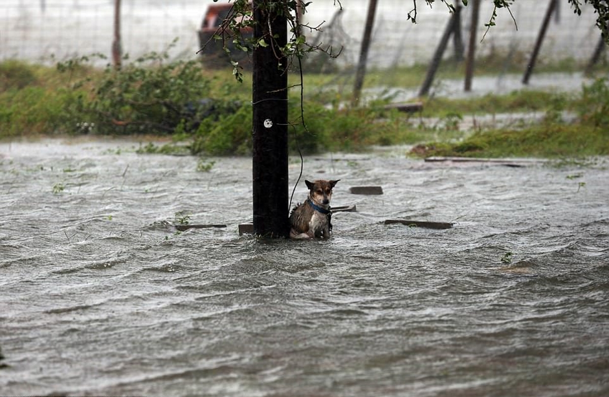 Закон и право: собака во время наводнения