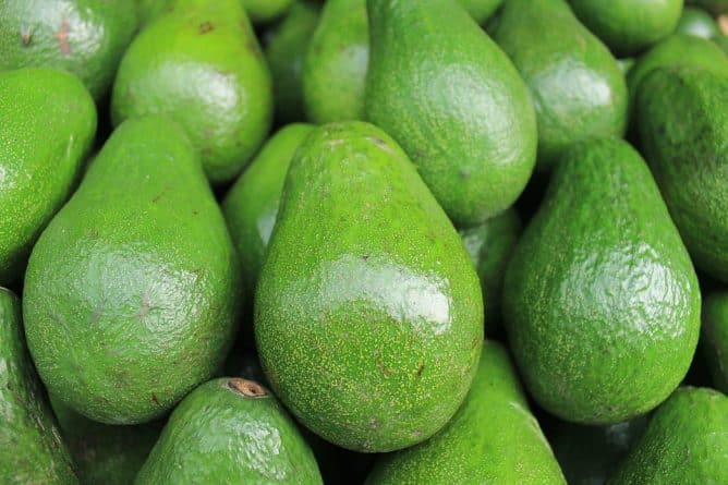 Здоровье: С рынка США отзываются авокадо, выращенные в Калифорнии, из-за возможного заражения их листериями