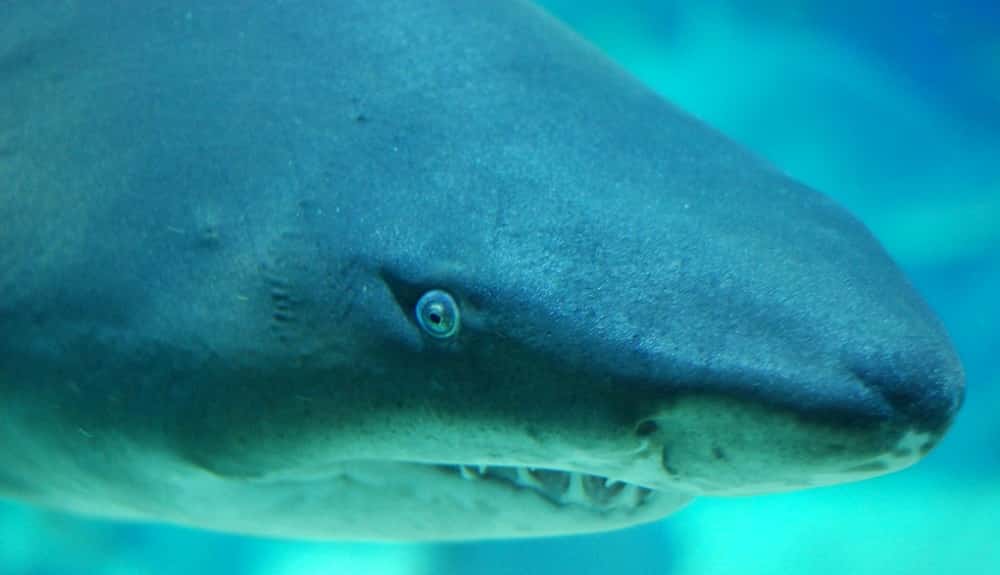 Локальные новости: Закон Флориды на страже безопасности акул