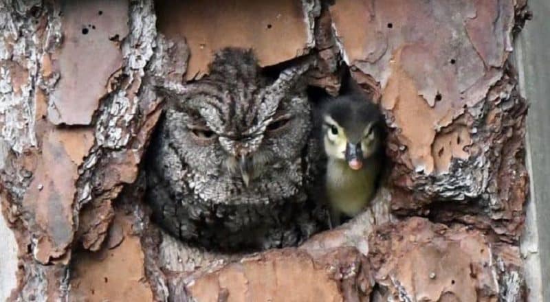 Локальные новости: Во дворе дома Вольфов во Флориде сова высидела птенца древесной утки