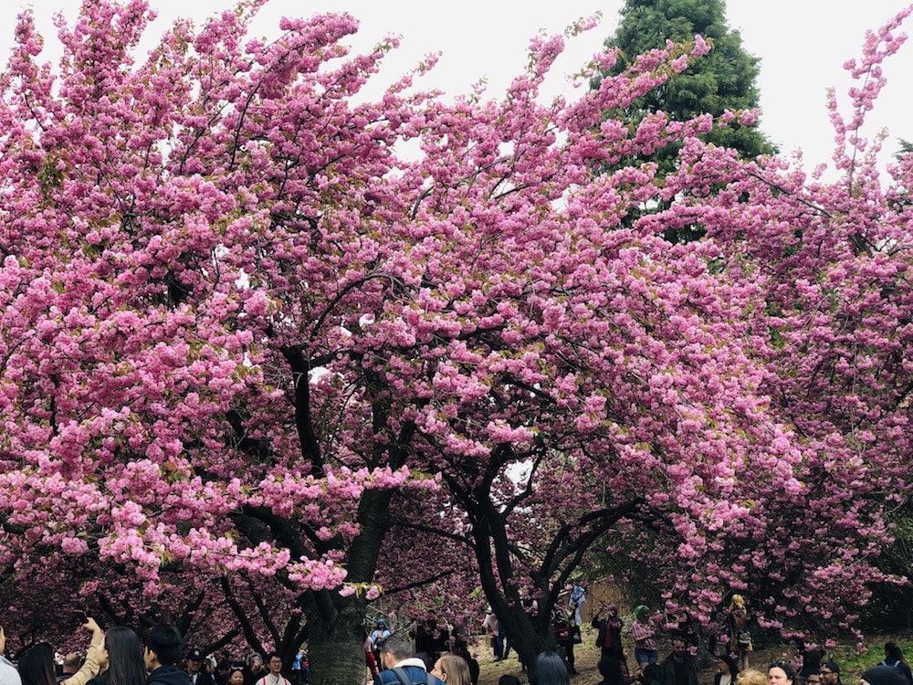 Колонки: Цветение сакуры в Нью-Йорке