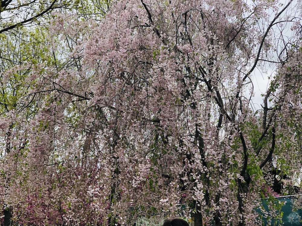 Колонки: Цветение сакуры в Нью-Йорке рис 14
