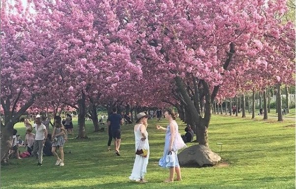 Афиша: В Бруклинском ботаническом саду начали цвести вишни