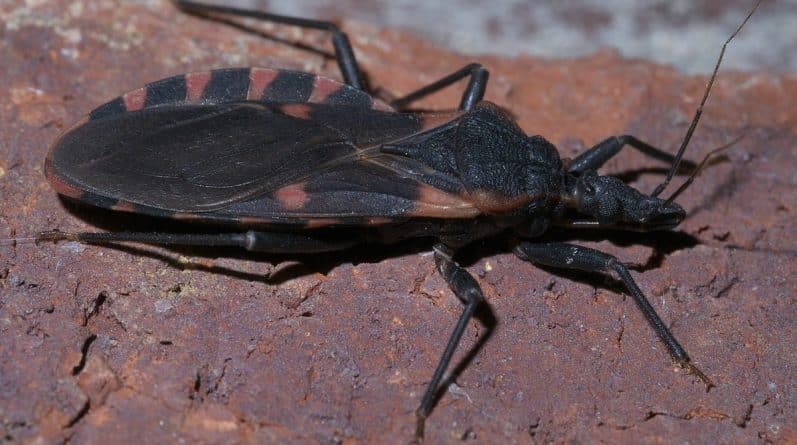 Здоровье: На востоке США обнаружили «целующегося жука», который может переносить опасную болезнь Шагаса