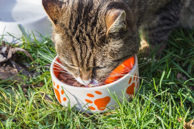 Полезное: В США отозвали корм для котов, из-за которого животное может задохнуться