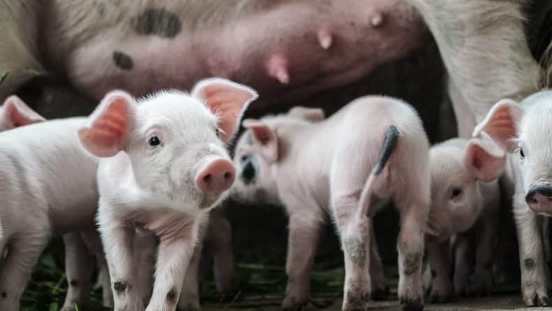 Полезное: «Они съели больше лобстеров, чем я»: на фермах у Лас-Вегаса свиней кормят остатками еды из роскошных казино