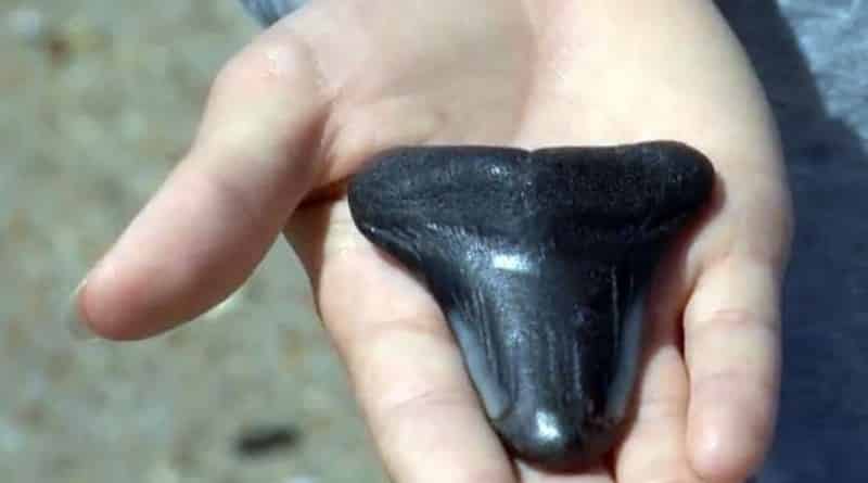 Наука: Школьница нашла зуб акулы-мегалодона, которому может быть 3 миллиона лет (фото)