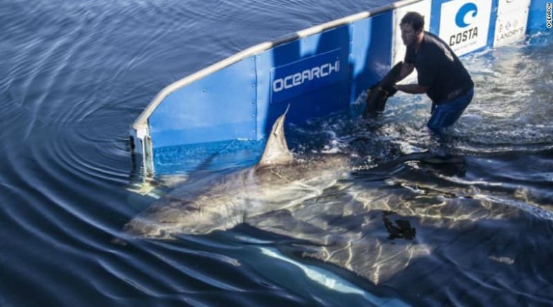 Наука: Четырехметровая белая акула замечена у побережья Флориды