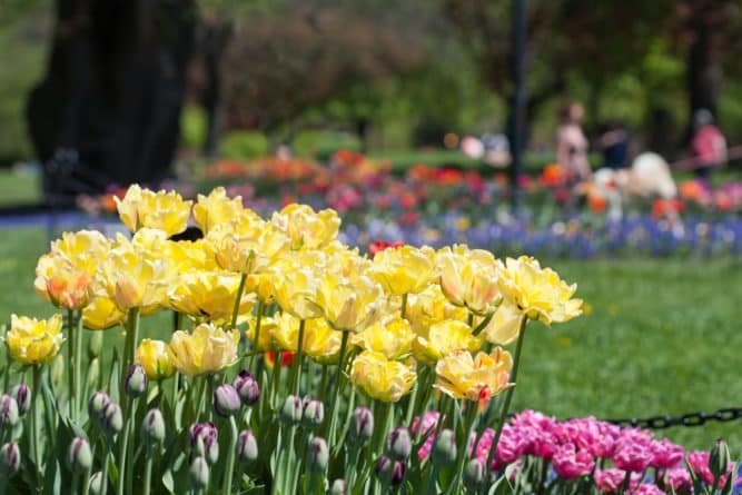 Путешествия: В мае в штате Нью-Йорк состоится красочный Albany Tulip Festival: знакомимся с голландской культурой