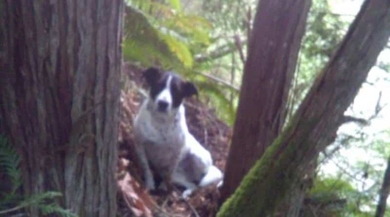 Происшествия: Верная собака сутки сидела в лесу рядом с телом внезапно умершего хозяина и лаем «привела» к нему спасателей