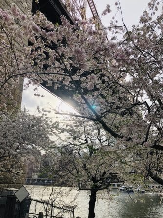 Колонки: Как проходит Фестиваль японской культуры и цветения вишни в Бруклинском ботаническом саду рис 2