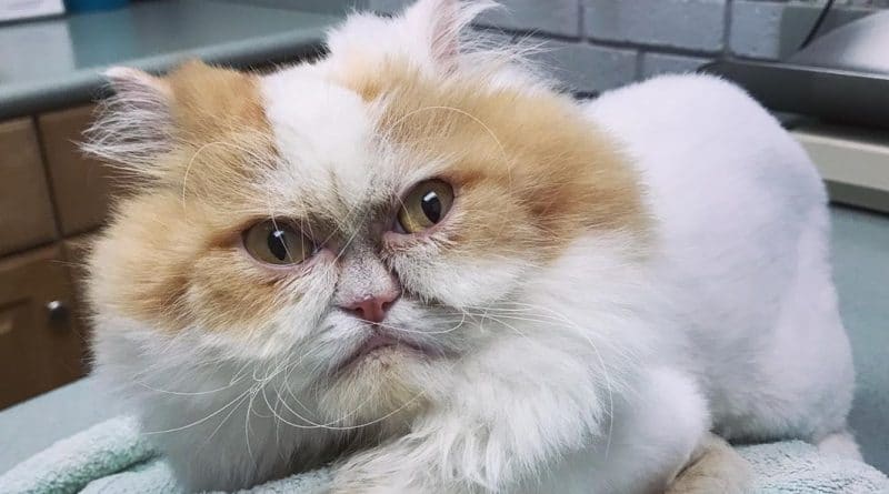 Полезное: Король родился! Интернет нашел еще одного Grumpy Cat